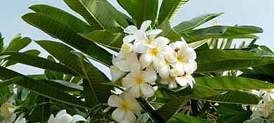 Dreams Come True on Maui Bed and Breakfast